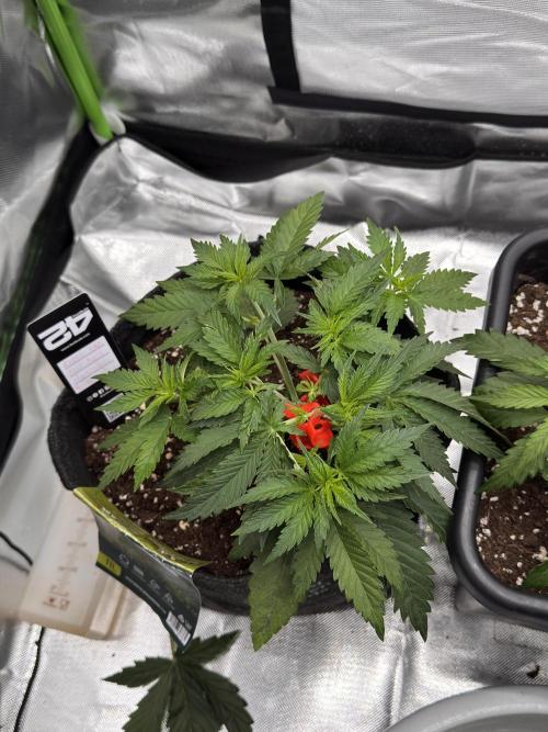 Cherry Cola. Week 7