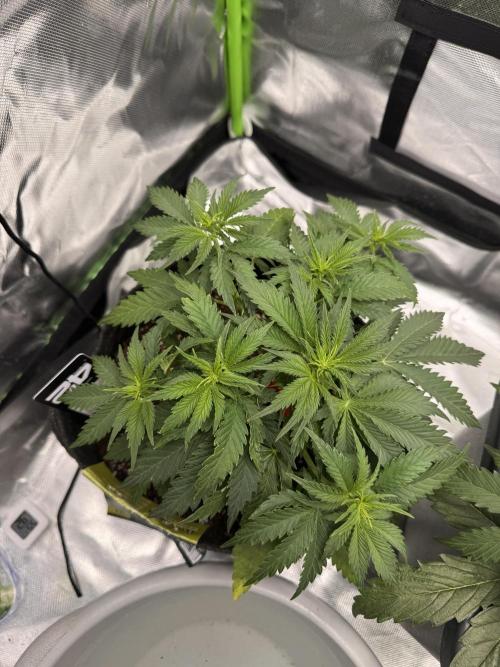Cherry Cola. Week 7