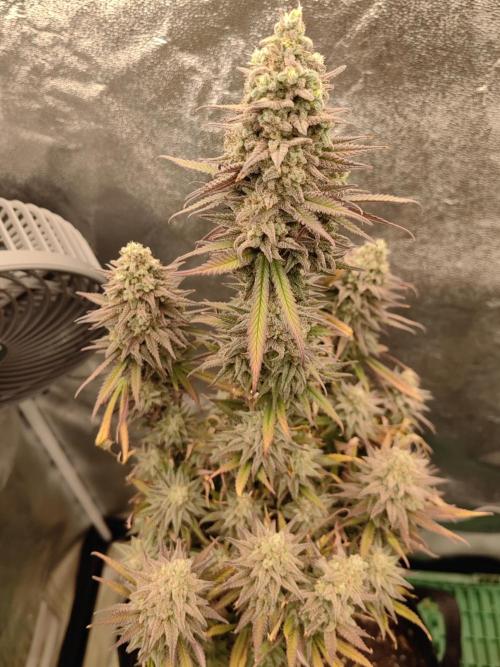 Photoperis, zweites Zelt. Week 10 - Blue Dream
