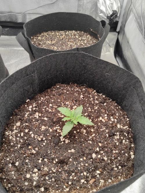 Photoperis, HAZE  & so :). Week 1