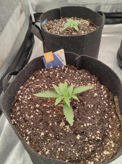 Photoperis, HAZE  & so :). Week 1