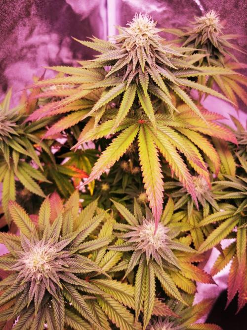 Vergangenes zum gucken :). Week 10