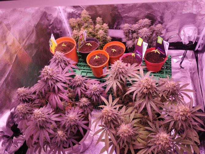 Vergangenes zum gucken :). Week 10
