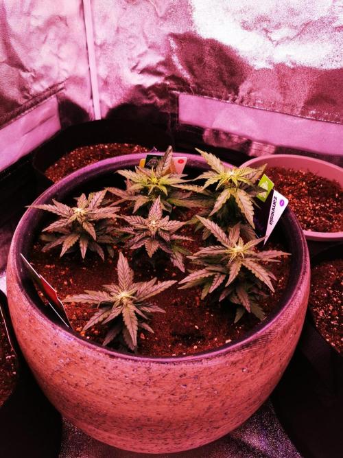 Vergangenes zum gucken :). Week 10