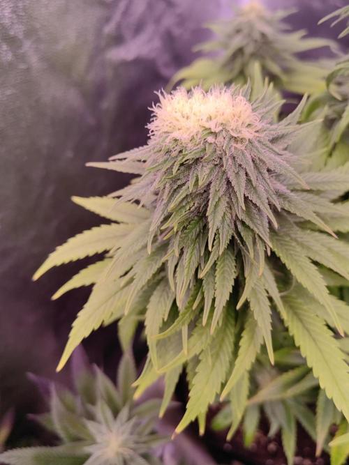 Vergangenes zum gucken :). Week 10