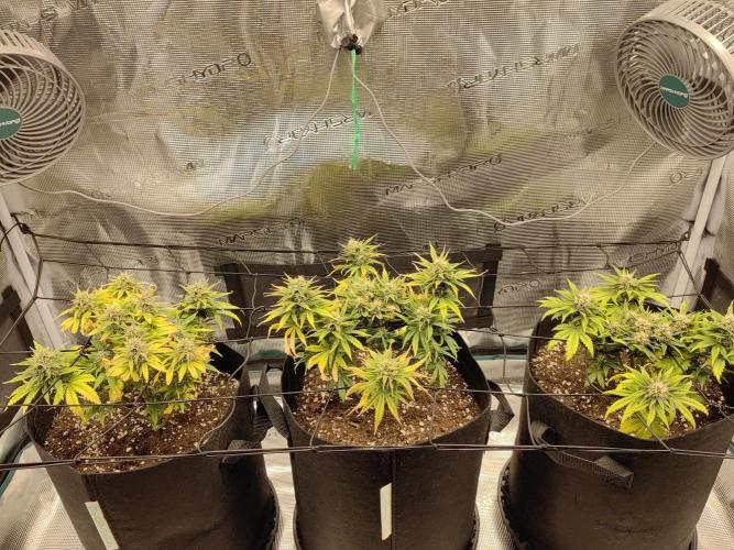 Automatics. Week 6