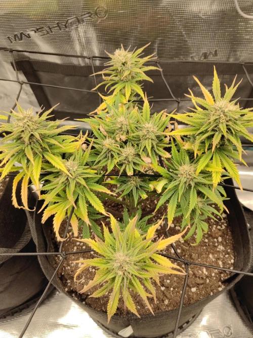 Automatics. Week 6