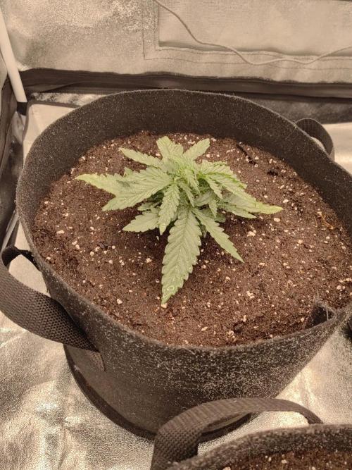 Photoperis, HAZE  & so :). Week 2