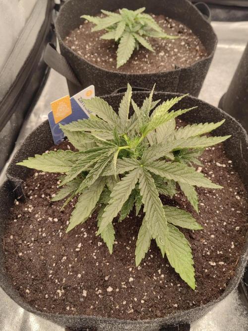 Photoperis, HAZE  & so :). Week 2