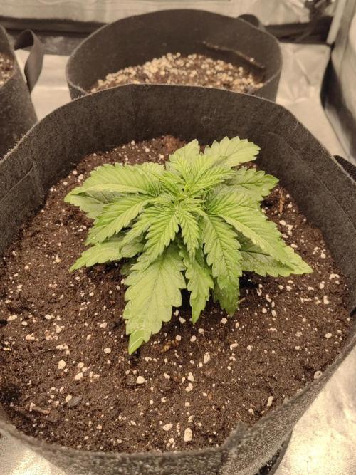 Photoperis, HAZE  & so :). Week 2