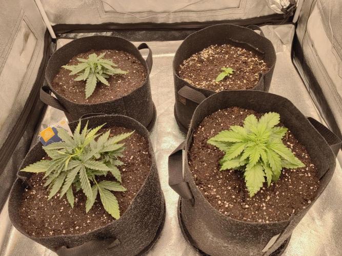 Photoperis, HAZE  & so :). Week 2