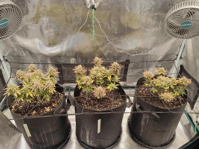 Automatics. Week 7