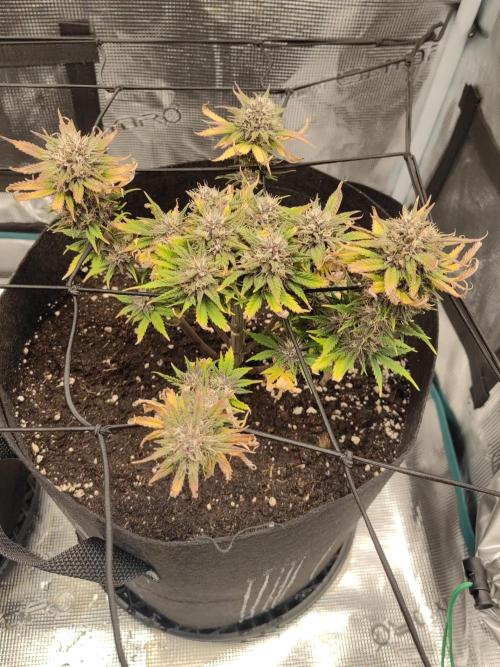 Automatics. Week 7