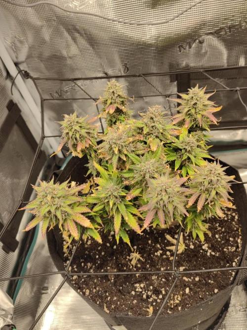 Automatics. Week 7