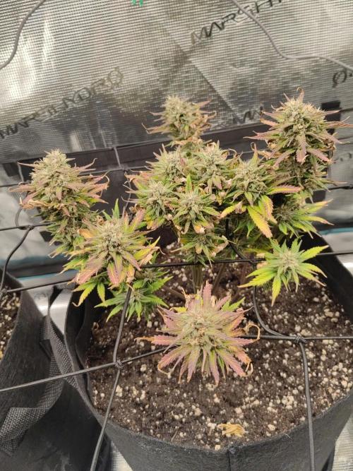 Automatics. Week 7