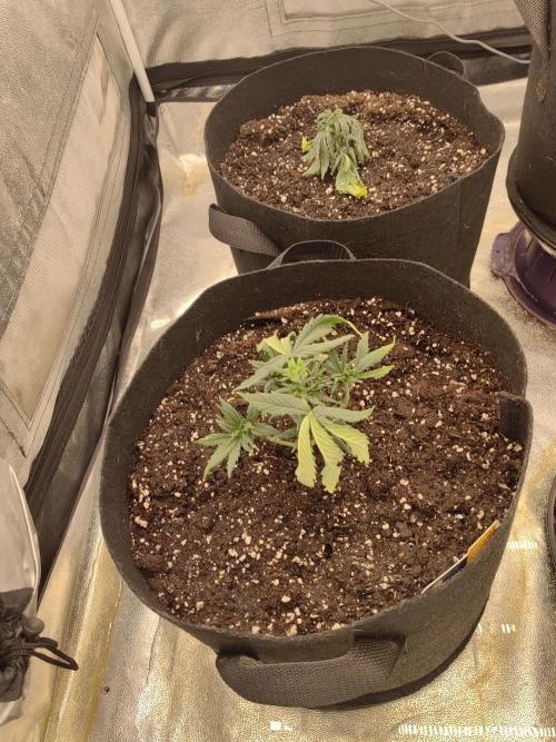 Photoperis, HAZE  & so :). Week 3