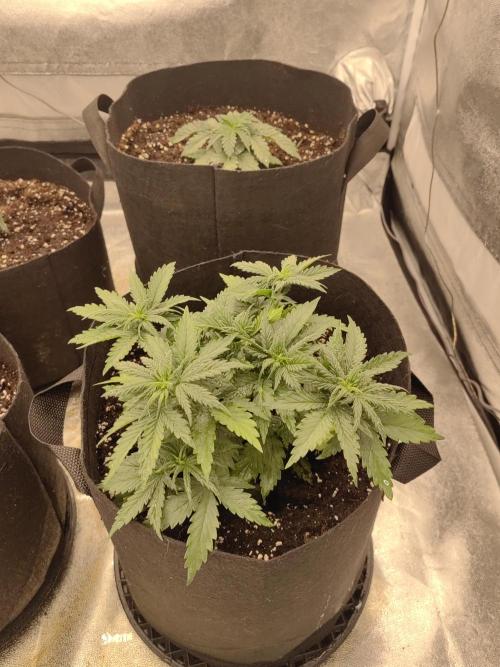 Photoperis, HAZE  & so :). Week 3