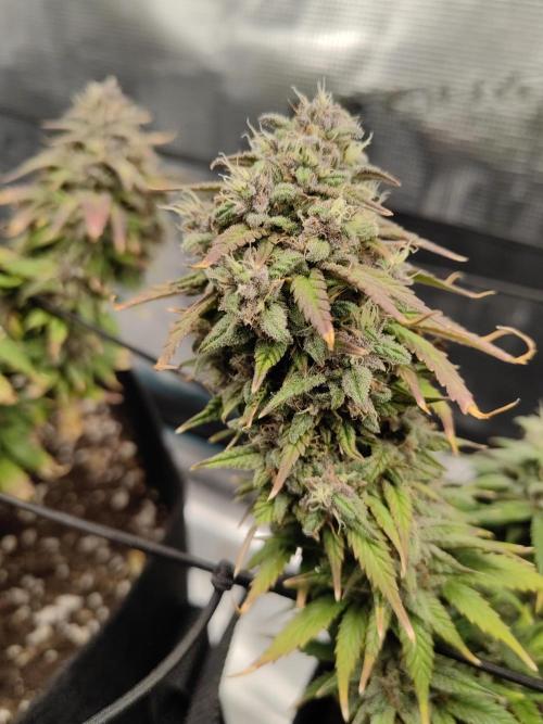 Automatics. Week 9