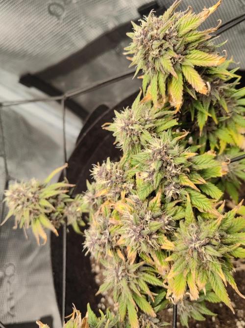 Automatics. Week 9