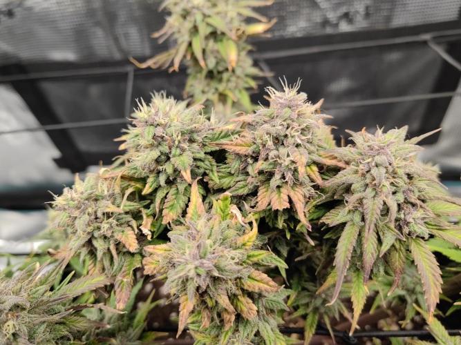 Automatics. Week 9