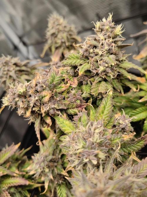 Automatics. Week 9