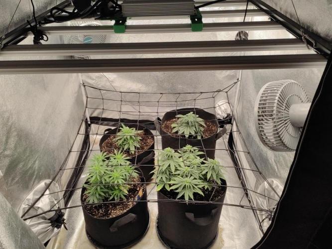 Photoperis, HAZE  & so :). Week 5