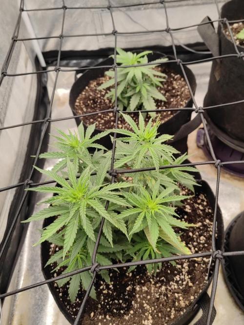 Photoperis, HAZE  & so :). Week 5