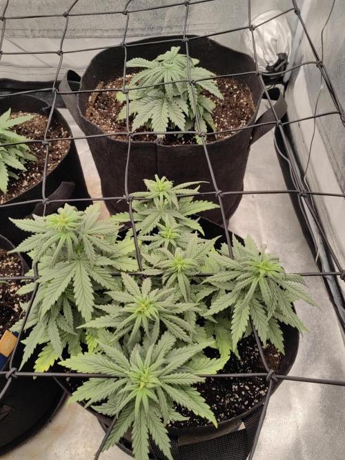 Photoperis, HAZE  & so :). Week 5
