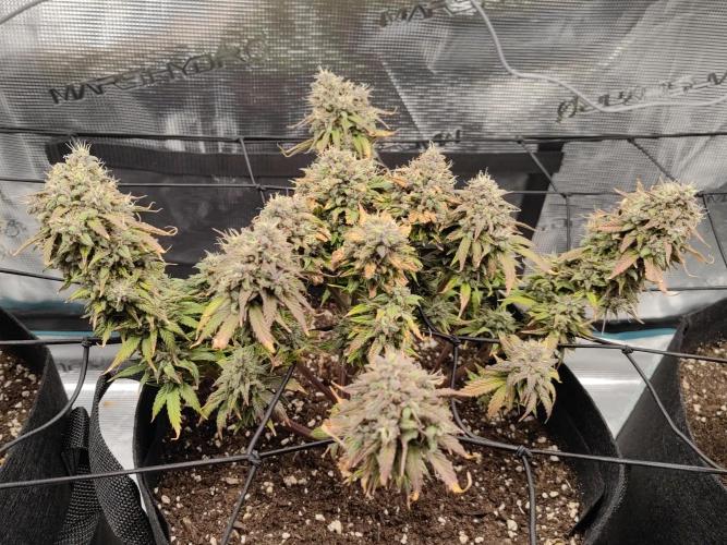 Automatics. Week 10