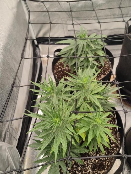 Photoperis, HAZE  & so :). Week 6