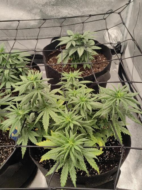 Photoperis, HAZE  & so :). Week 6