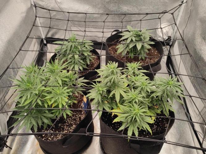 Photoperis, HAZE  & so :). Week 6