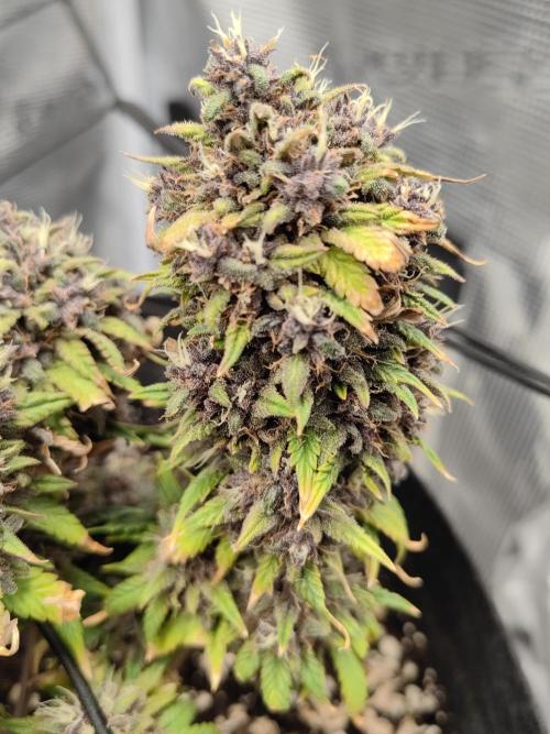 Automatics. Week 11