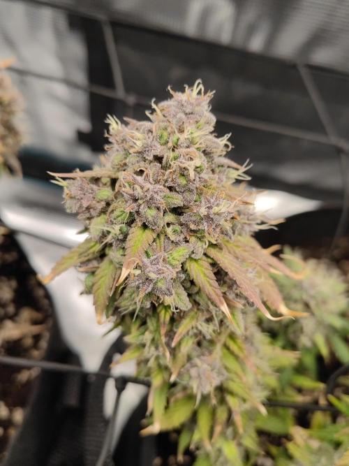 Automatics. Week 11