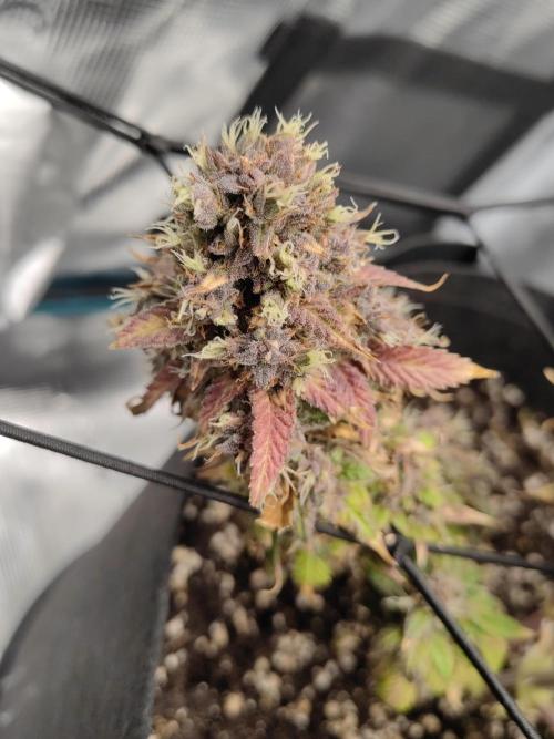 Automatics. Week 11