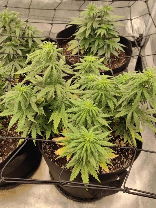 Photoperis, HAZE  & so :). Week 7