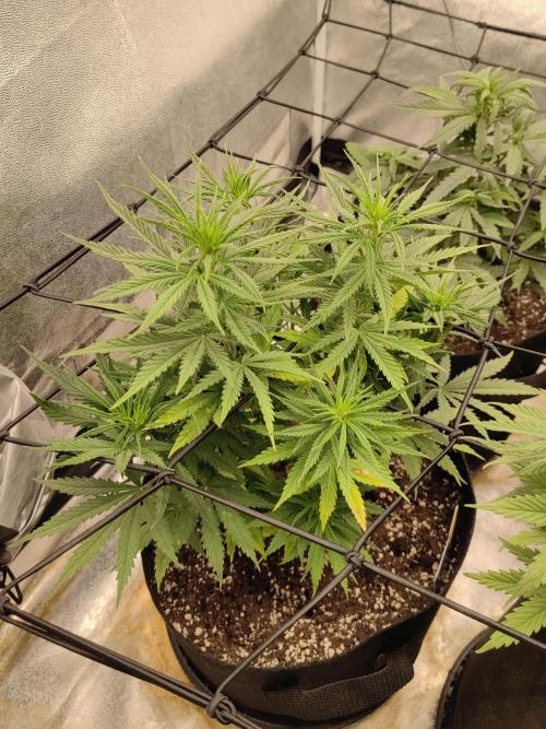 Photoperis, HAZE  & so :). Week 7