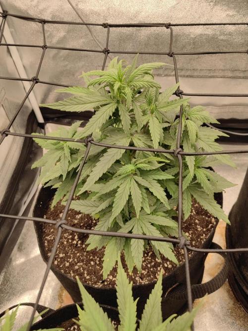 Photoperis, HAZE  & so :). Week 7