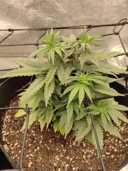 Photoperis, HAZE  & so :). Week 7