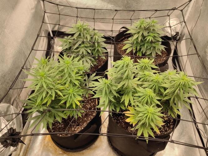 Photoperis, HAZE  & so :). Week 7