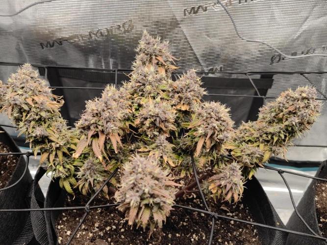 Automatics. Week 12