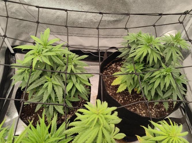 Photoperis, HAZE  & so :). Week 8