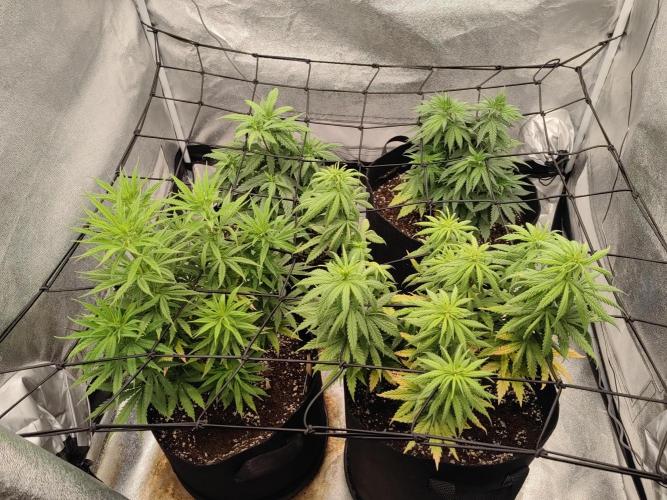 Photoperis, HAZE  & so :). Week 8