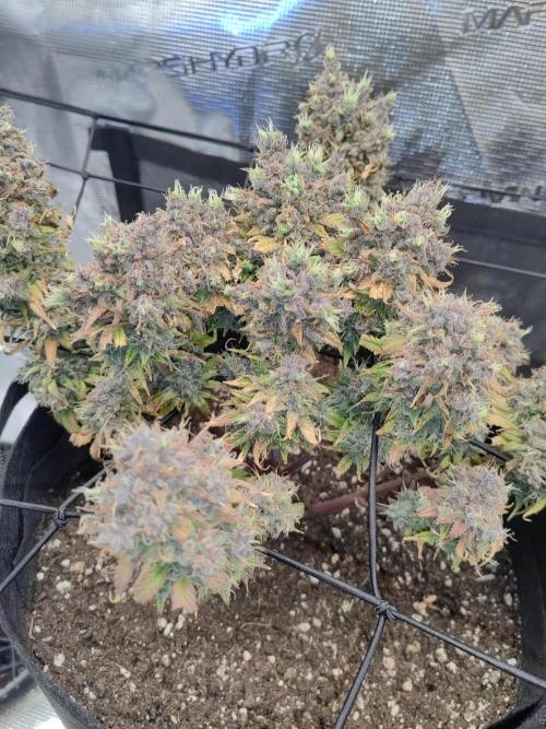 Automatics. Week 13