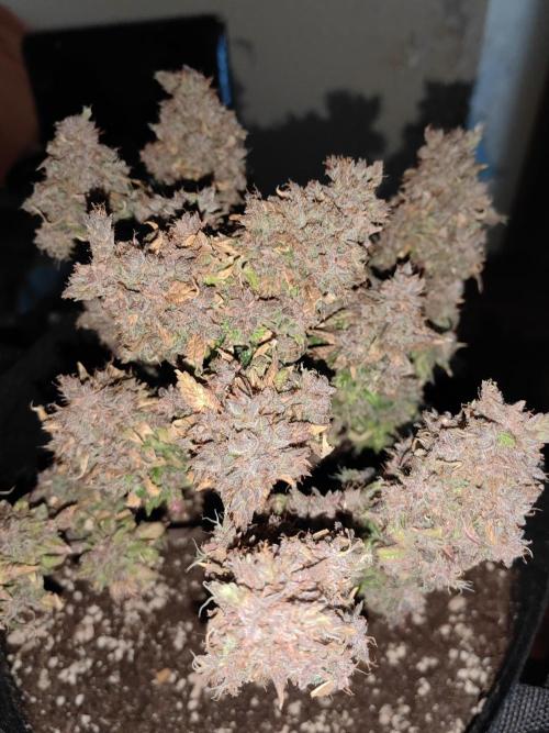 Banana Purple Punch Auto RF3. Week 13