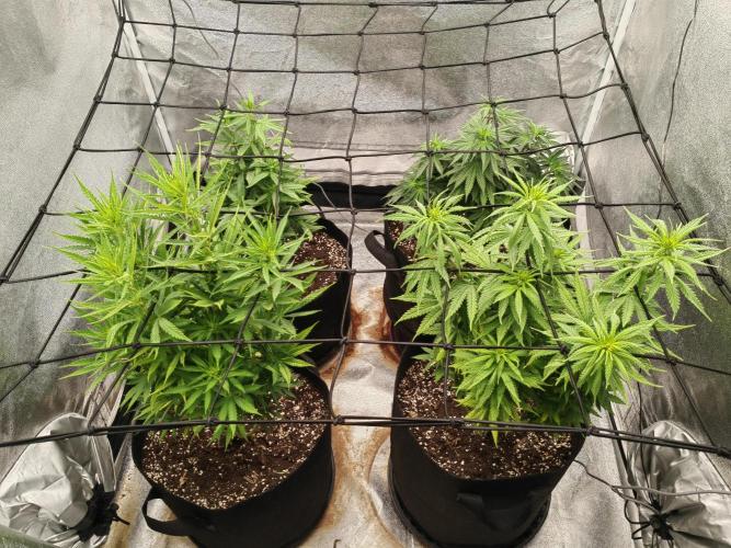 Photoperis, HAZE  & so :). Week 9