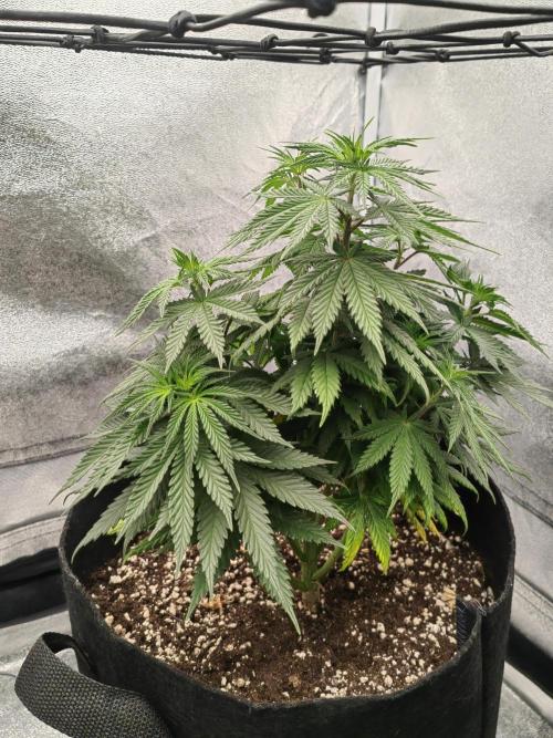 Photoperis, HAZE  & so :). Week 9