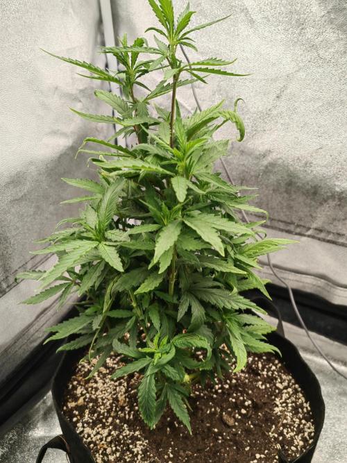Photoperis, HAZE  & so :). Week 9