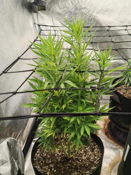 Photoperis, HAZE  & so :). Week 9