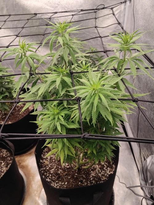 Photoperis, HAZE  & so :). Week 9